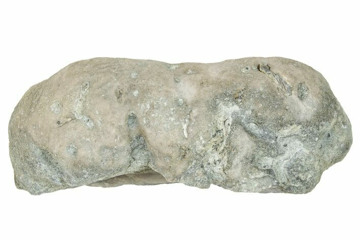 Ordovician Chaetetid Sponge (Solenopora) Fossil - Kentucky #270372